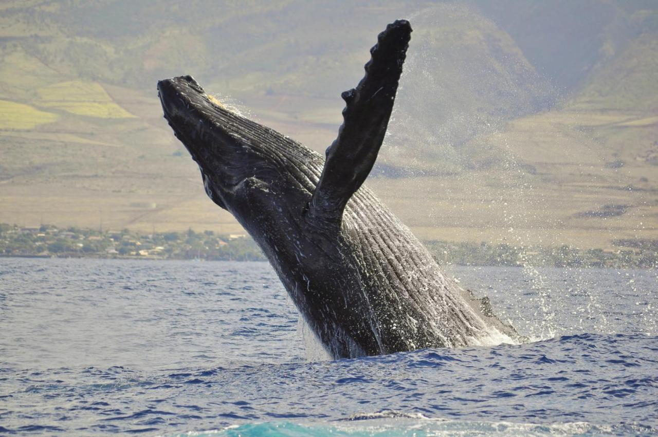 Hébergement de vacances Paki Maui 424 Kahana
