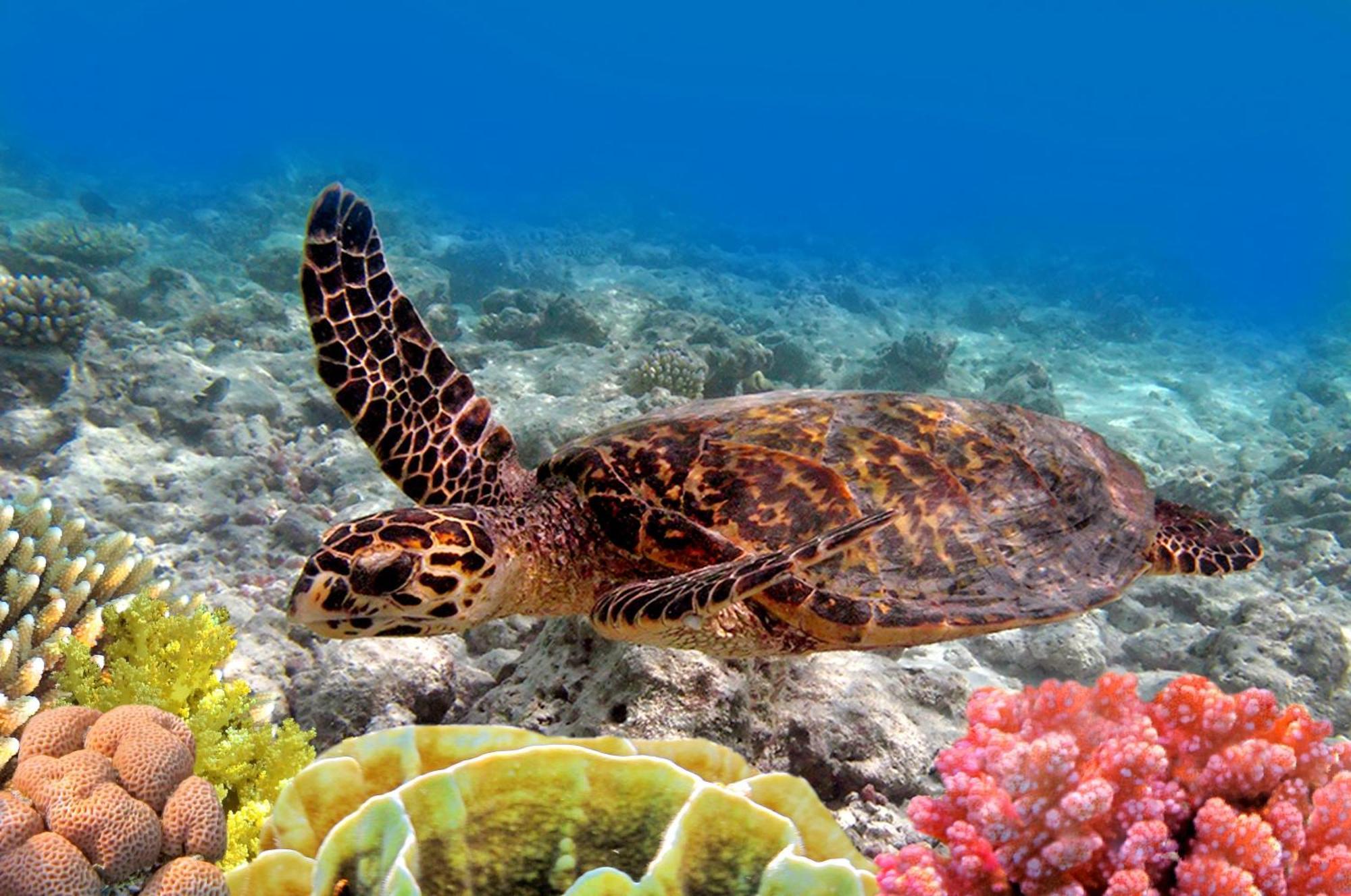 Paki Maui 424 Hébergement de vacances